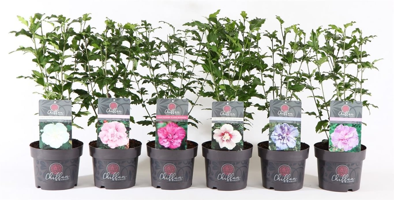 Hibiscus syr. Chiffon Mix - C3